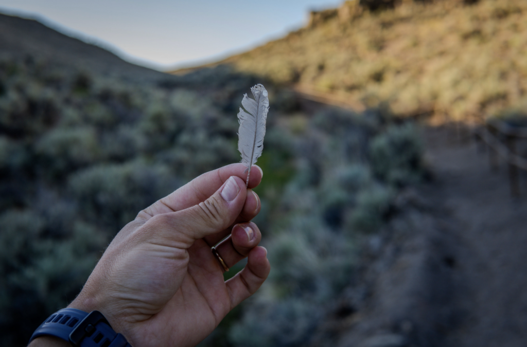 bird feather found in wet meadow